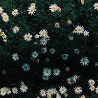 CAMOMILLE ET BISABOLOL