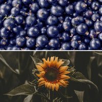 HUILES DE CASSIS, DE TOURNESOL ET EXTRAIT DE FEUILLES DE ROMARIN