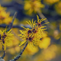 EXTRAIT D’HAMAMÉLIS